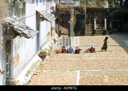 Ginger spice sont triés par les femmes tamoules dans une usine d'épices en ville,Juif,Cochin Inde du Sud. Banque D'Images