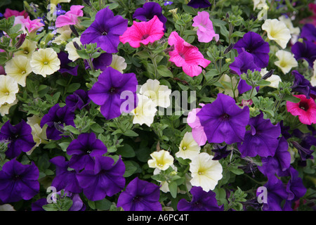 Violet et rose pétunia dans un panier suspendu Banque D'Images