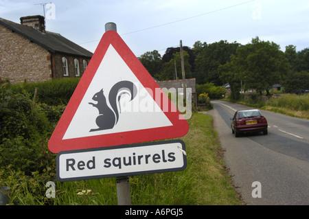 Attention Les écureuils rouges signe sur route près de Appleby dans Westmoorland Cumbria Banque D'Images