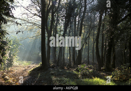 Les hêtres en automne dans l'est du Devon Angleterre Bois Rhododendron Banque D'Images