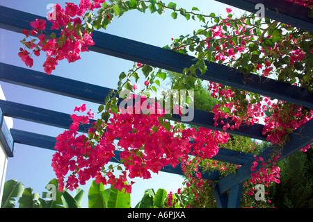 À l'intermédiaire d'une véranda en bois couverte de fleurs roses POUR LE CIEL BLEU ensoleillé Banque D'Images