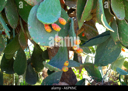 Grand Prickly Pear Tree À CHYPRE Banque D'Images