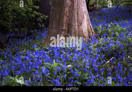 Bluebells de plus en plus un bois autour d'un arbre mort près de Flitwick UK Bedfordshire Pic 2005 par John Robertson Banque D'Images