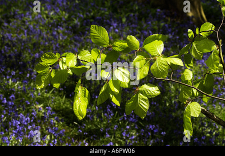 La nouvelle croissance sur un arbre qui grandit parmi les jacinthes dans un bois près de Flitwick UK Bedfordshire Pic 2005 par John Robertson Banque D'Images