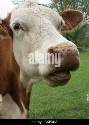Parler de la vache Banque D'Images