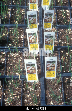 Plants de poireau Banque D'Images