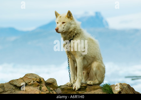 Groenland chien ou Husky, au village Inuit de Tiniteqilâq, fjord Sermilik, Est du Groenland Banque D'Images