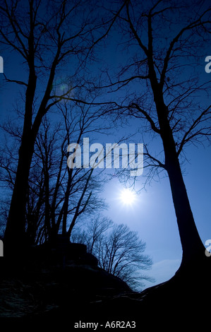 Les arbres sont silhouetted against a blue sky Banque D'Images