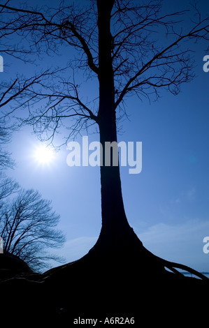 Les arbres sont silhouetted against a blue sky Banque D'Images