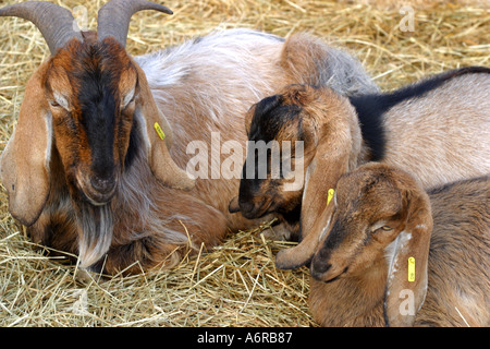 Une mère et ses deux enfants de chèvre se reposant dans une cour de ferme Banque D'Images