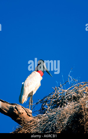 Cigogne Jabiru mycteria Jabiru Pantanal Mato Grosso au Brésil Banque D'Images