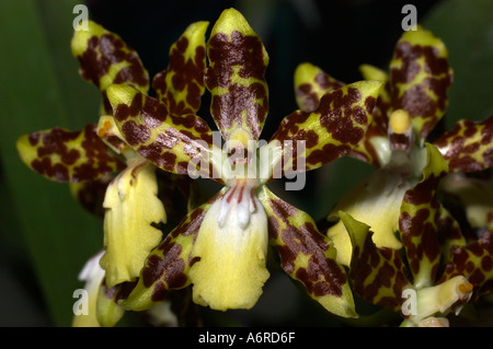 Hybride d'orchidée Oncidium maculatum Paulo Banque D'Images