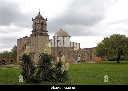 Mission San Jose yucca en fleur. Yuccas et arbre de chêne en face de chapelle à San Antonio (Texas) Banque D'Images