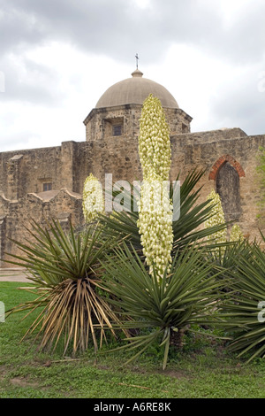 Mission San Jose Yucca en fleurs à l'ancienne Mission Espagnole à San Antonio au Texas. Mission San Jose. Banque D'Images