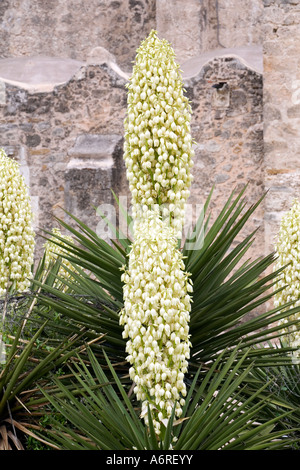 Poignard Espagnol Yucca en fleurs en face de l'ancien mur de la Mission Espagnole à San Antonio (Texas) Banque D'Images