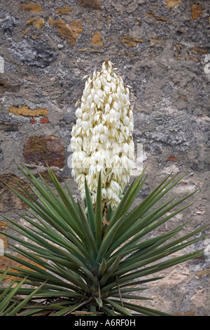 Yucca Dague espagnole en face de mur de pierre à l'ancienne Mission Espagnole à San Antonio (Texas) Banque D'Images