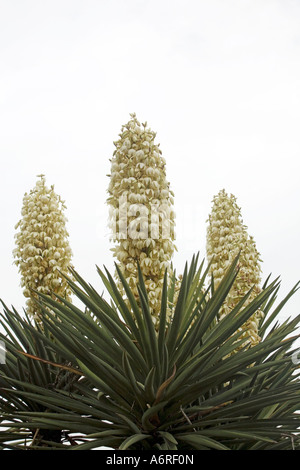 Poignard Espagnol Yucca fleurs jardin botancial trois à l'ancienne Mission Espagnole à San Antonio (Texas) Banque D'Images