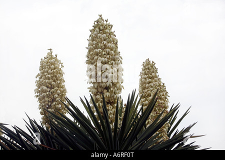 Fleurs de Yucca Dague espagnole trois paysage dans jardin de vieux Mission Espagnole à San Antonio (Texas) Banque D'Images