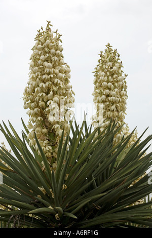 Fleurs de Yucca Dague espagnole deux missions à l'ancienne à San Antonio au Texas. Banque D'Images