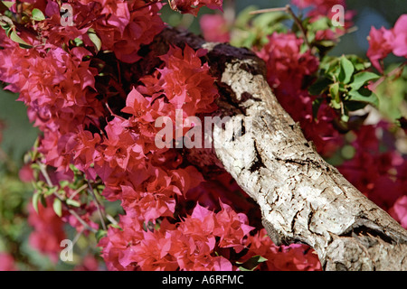 Bougainvillée rouge. Algarve, Portugal. Banque D'Images