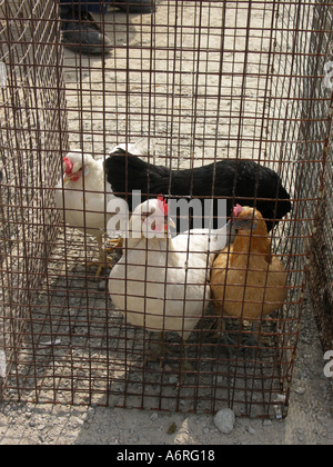 Poulets à vendre Banque D'Images