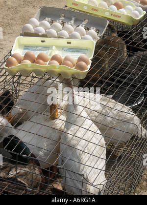 Des cages de canard avec les oeufs de poule en haut Banque D'Images