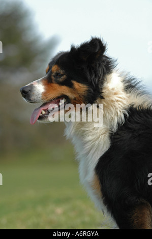 Portrait de noir blanc et feu welsh Border Collie. Banque D'Images