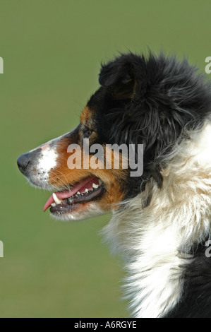 Close up portrait of Welsh Border Collie. Banque D'Images