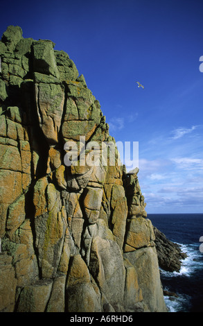 Un oiseau volant autour d'une imposante falaise à Gwennap Head à West Cornwall County England UK Banque D'Images