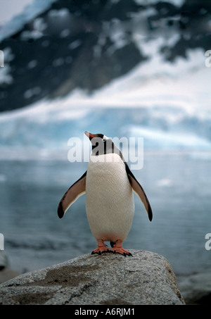 Antarctique, Antarctique, continent de glace, continent gelé, froid continent, penguin debout sur rock, polar Banque D'Images