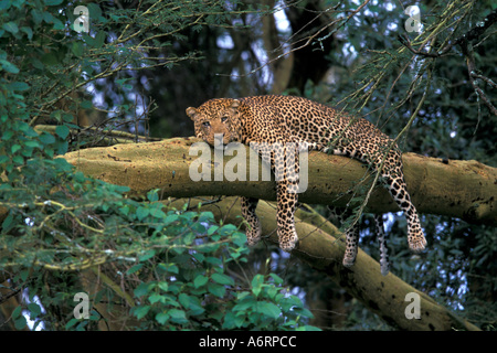 L'Afrique, le Kenya, le lac Nakuru NP, le Léopard (Panthera pardus) dormir dans un arbre Banque D'Images