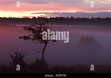 Brume matinale se bloque dans une nouvelle forêt Valley, teintée de rose par l'arrivée de l'aube. Un arbre d'aubépine est seul. Banque D'Images