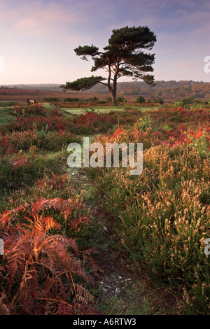 Couleurs d'automne le paysage de la New Forest National Park. Un pin solitaire est seul sur la lande Banque D'Images