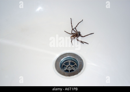 Huntsman australienne commun araignée dans une baignoire Banque D'Images