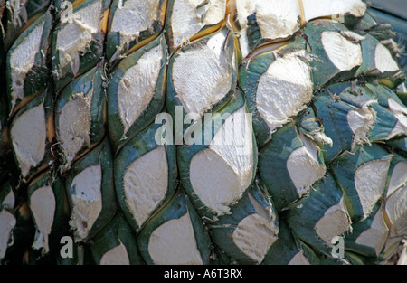 La récolte des cactus Agave Azul pour la production de Tequila dans la ville de Tequila, Etat de Jalisco Mexique Banque D'Images