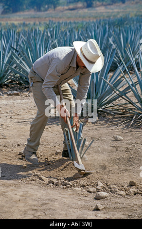 La récolte des cactus Agave Azul pour la production de Tequila dans la ville de Tequila, l'Etat de Jalisco au Mexique. Banque D'Images