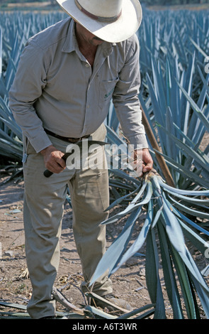 La récolte des cactus Agave Azul pour la production de Tequila dans la ville de Tequila, Etat de Jalisco Mexique Banque D'Images