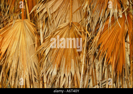 Mur naturel ou fabriqué à partir de feuilles de palmier séchées, de chaume et de tiges de bambou. Banque D'Images