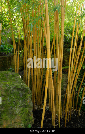 Bamboo Phyllostachys Vivax 'Aureocaulis' Banque D'Images