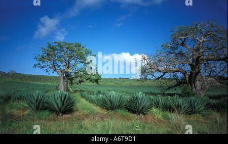 L'AFRIQUE, le KENYA Vipingo plantations de sisal près de Mombasa Kenya Le sisal est une plante d'agave utilisé pour faire des paniers de corde de fibres synthétiques Banque D'Images