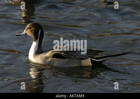 Canard pilet Anas acuta, Drake Banque D'Images