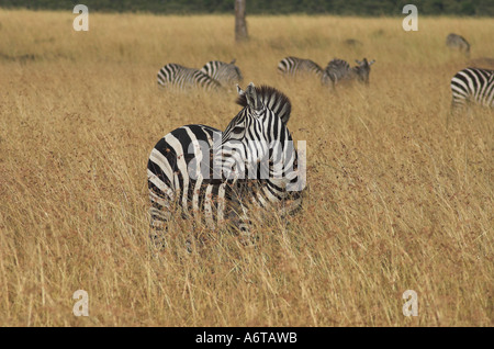 Le zèbre de Grant (equusquagga boehmi) pâturage dans le Masai Mara, Kenya Banque D'Images