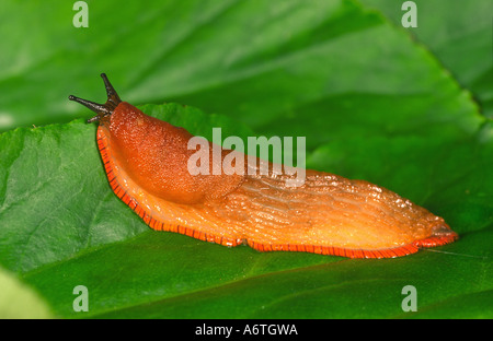 Limace noire européenne sur Leaf Arion ater rufus UK Banque D'Images