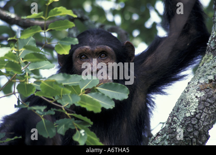 Du sud, la Tanzanie, le Parc National de Gombe. Les chimpanzés (Pan troglodytes), jeune chimpanzé, Schwini. Banque D'Images