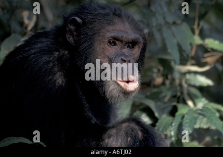 L'Afrique, Afrique de l'Est, la Tanzanie, Gombe NP mâle chimpanzé (Pan troglodytes) pant-shooting de communiquer avec les autres Banque D'Images