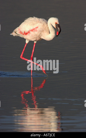 Flamant, une Afrique de l'Est, la Tanzanie, le cratère du Ngorongoro Banque D'Images