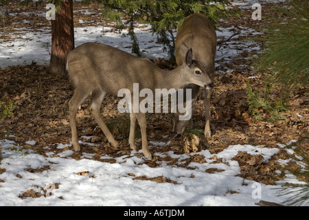 Le Cerf mulet le pâturage dans la neige de l'hiver à Yosemite Banque D'Images