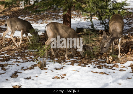 Le Cerf mulet le pâturage dans la neige de l'hiver à Yosemite Banque D'Images