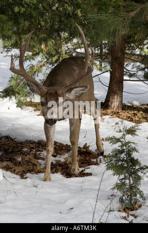 Le Cerf mulet le pâturage dans la neige de l'hiver à Yosemite Banque D'Images