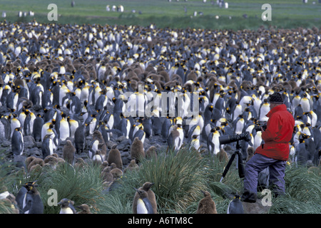 La Géorgie du Sud, île subantarctique, la plaine de Salisbury. Un photographe est situé en périphérie de la colonie de pingouins roi massive. Banque D'Images